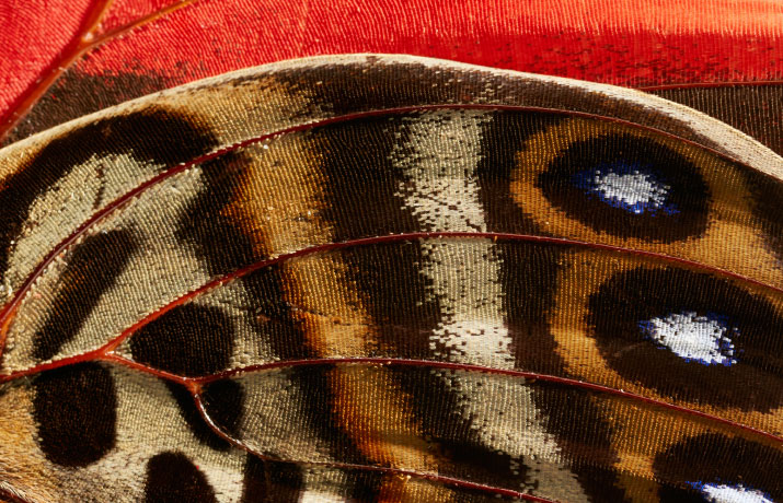 close up of butterfly wing
